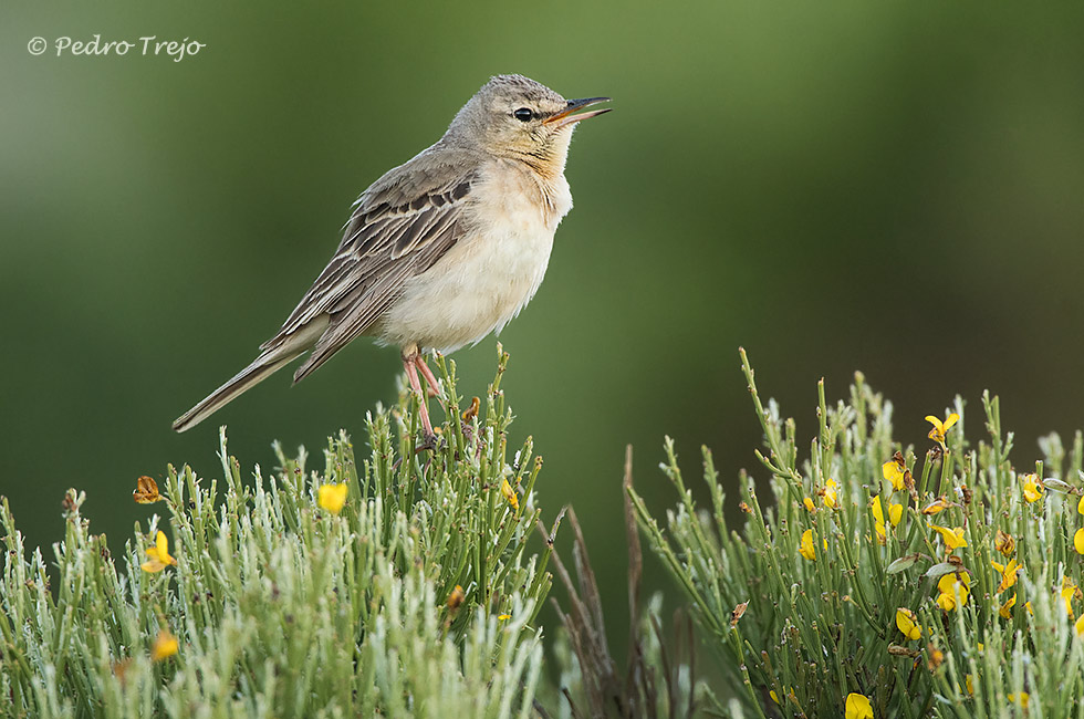 Bisbita campestre (Anthus campestris)